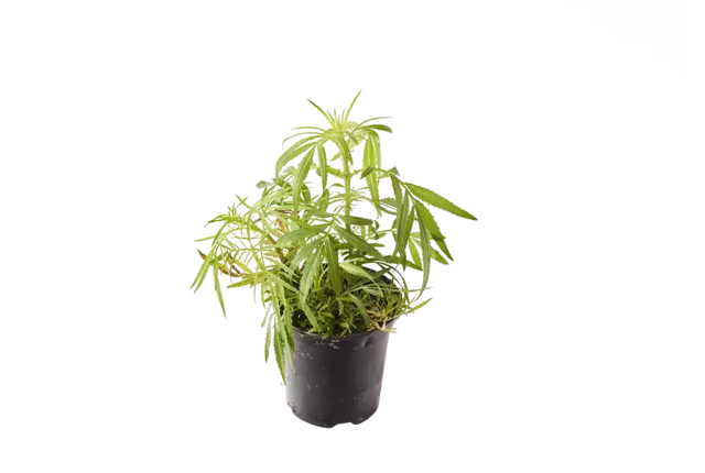 BIO Wakatai in pot doos 2st stuk